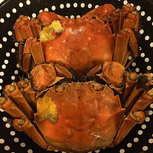 sasaq:  上海蟹 (via mswingy @mswingy | Websta (Webstagram))