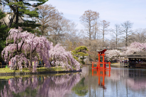 The cherry tree bloom at the Brooklyn Botanic Garden is picking up steam. To check where the trees a