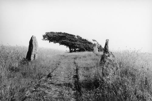 The stones of Örelid, an Iron Age burial ground with standing stones in a field of rye, Sweden, 1930