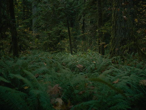 cinemawithoutpeople:Cinema without people: First Cow (2019, Kelly Reichardt, dir.)