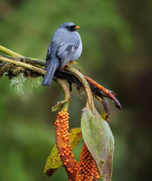 Black-faced Solitaire (Myadestes Melanops), Family Turdidae, Order Passeriformes, We. Panama