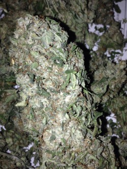 fk420:  Originaal Gangsta Kush x Edinburgh