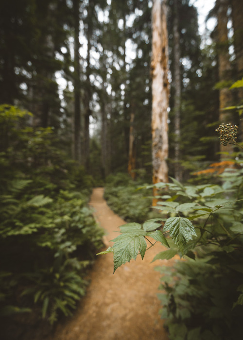 A Few turns along the trail, Washington  || IG: BToneVibes 