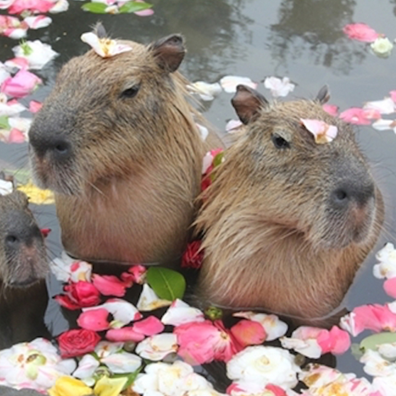 DÉBORA SANTOS — I LOVE CAPYBARAS SO MUCH I made these capybara