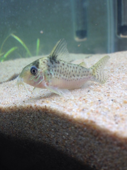 scalestails:scalestails:ventralfin:Need some help IDing this fish. corydoras melanistius/ blue spott