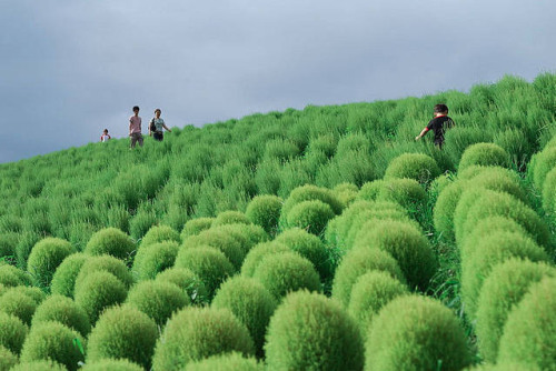 skysignal:  atlasobscura:  Kochia Hill - Hitachinaka, Japan The scrubby little kochia plants, otherwise known as summer cypress, are not much to look at for most of the year, but at the end of the wet season they take on an extraordinary brilliant red
