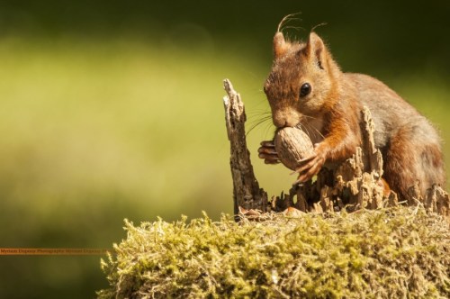 Noisette, May 2014.(Our little friend came and visited us today&hellip; And I had the tripod and