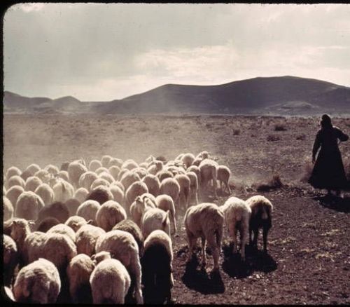 nemfrog: Navajo sheep herder, near Gallup, N.M.  Tad Nichols. 1948.