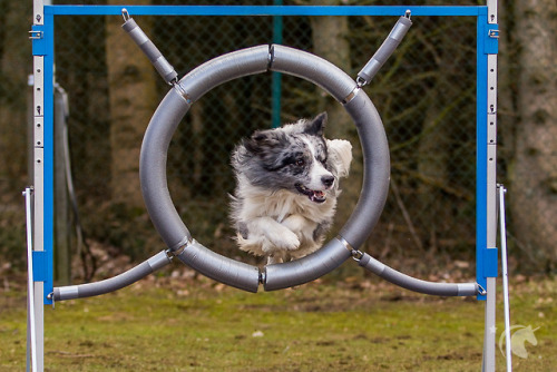 Agility Fotografie - wie alles in 2015 begannEin kleiner Rückblick auf meine ersten Agility Fotos… Eine Freundin hatte mich damals gefragt, ob ich sie und ihren Hund auf einem Agility Turnier fotografieren kann. Da Agility für mich was völlig neues...