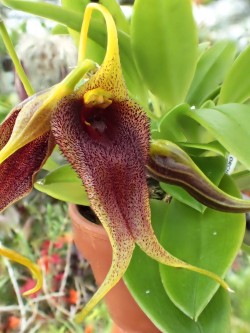 Orchid-A-Day:  Masdevallia Bennettii Syn.: Alaticaulia Bennettii May 5, 2016  