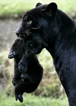 tulipnight:  Peru Baby Jaguar by crausman on Flickr. 