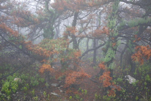 Sams Point in the Fog by WhatsAllThisThen