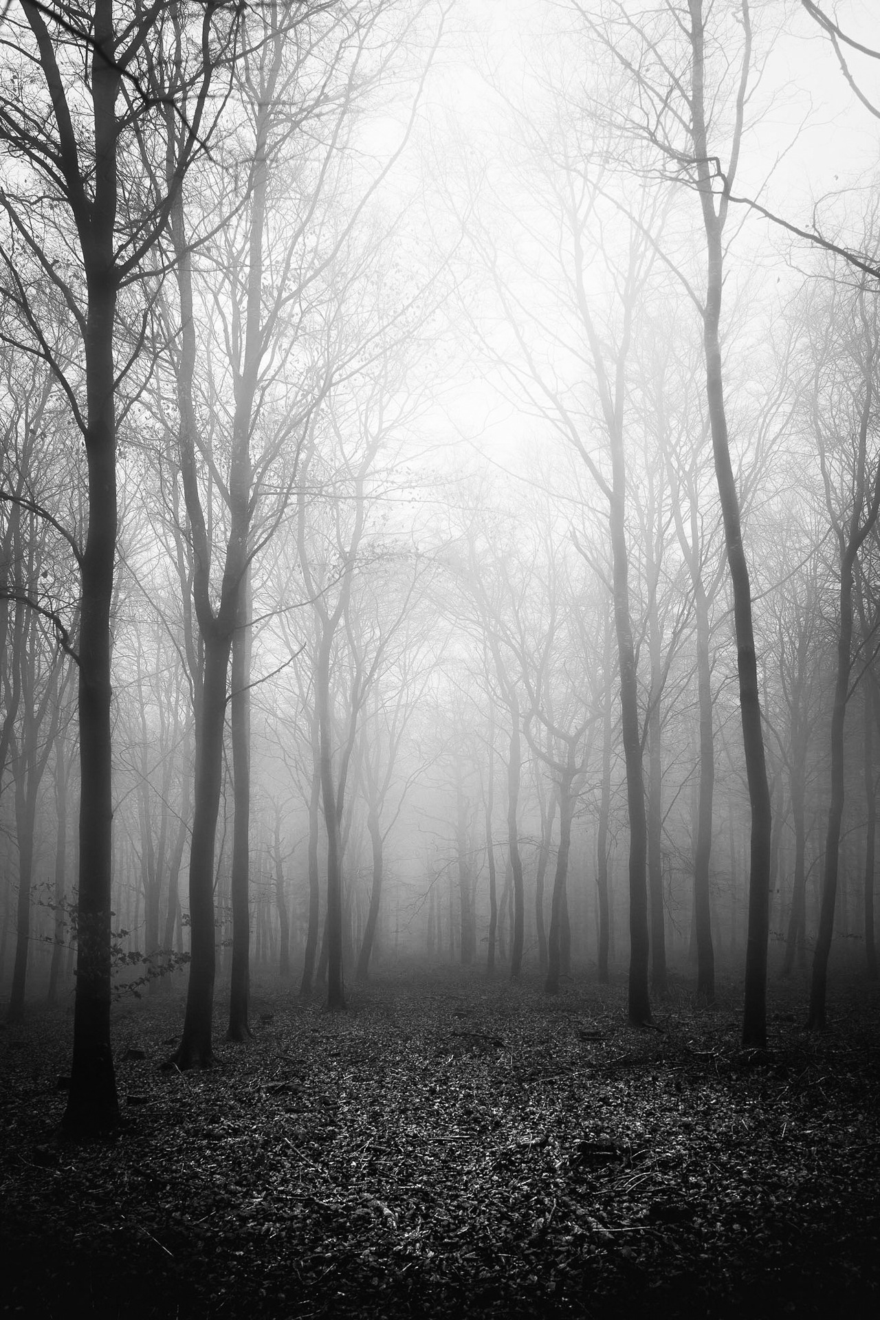 frederick-ardley:  Forests and Trees Pt. IPhotographed by Frederick ArdleyInstagram