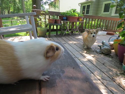 scampthecorgi:What the…! Just don’t make eye contact…