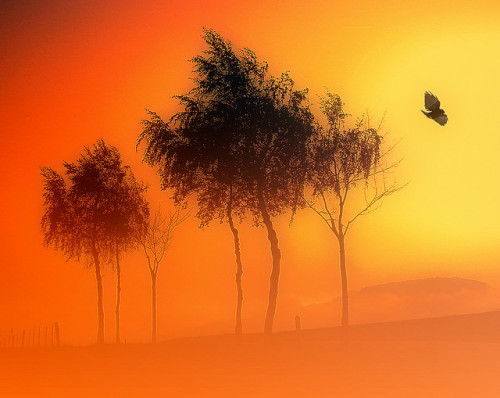 Orange Illusion by ceca67 on Flickr.