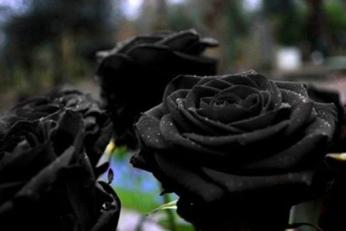 odditiesoflife:  The Black Rose of Turkey Turkish Halfeti Roses are incredibly rare. They are shaped just like regular roses, but their color sets them apart. These roses are so black, you’d think someone spray-painted them. But that’s actually their