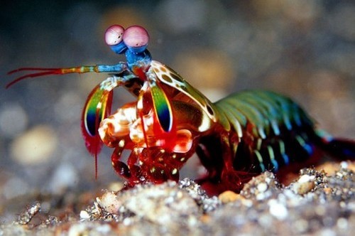 beardedchemist:  epsilon110:  ayeyuu:  paintalien:  8oo:  i think the coolest thing would be to see a new color  right so theres this thing called the bullet shrimp   and not only are these things totally badass and stylish they have 16 colour cones