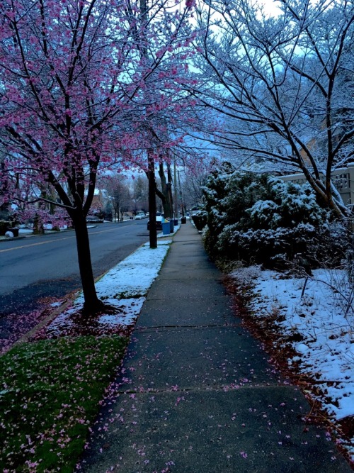 XXX hollow-grim:  sixpenceee:  “I found Spring photo