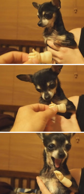 rockergirl1979:  cute-overload:  A dog without a paw, gets a handhttp://cute-overload.tumblr.com  OMG look at that little smile