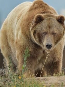 radivs:  Big Grizzly by Steve Ross 