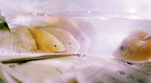 cinemove:Chungking Express (1994) dir. Wong Kar Wai