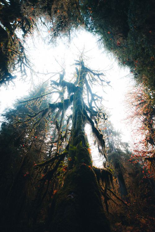 Porn photo thecraziethewizard: Hoh Rainforest, WA by