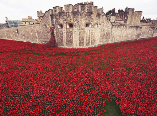 talvisyreni:Remembrance Sunday 1914 - 2014