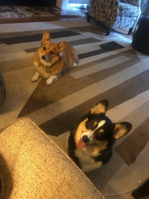 The happy corgi head tilt