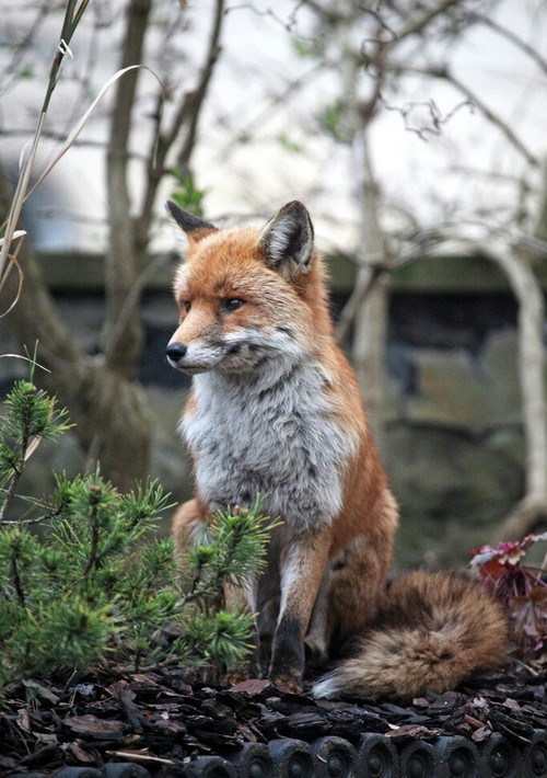 Fox On We Heart It.