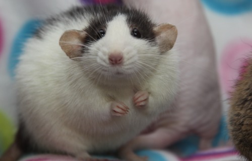 tinypawpets:Very round rat