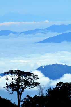 libutron:Cloud sea - Bukit Tinggi | ©Johnson  (Bukit Tinggi, Bentung, Pahang, Malaysia)