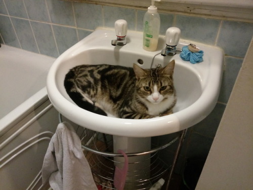haircutandbeard:My neighbour’s cat decided to settle in my bathroom sink, Tiberius not amused.