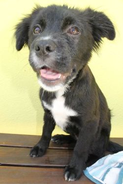 handsomedogs:  kiki: 8 months old, pitbull border collie mix  I like him :)