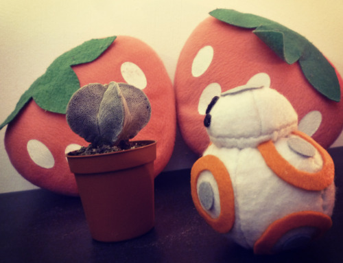 darthstrawberry:I have sewn a baby BB8 and it is in love with my cactus. Maybe I will turn it into