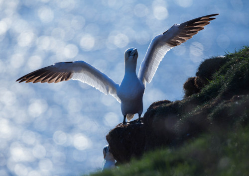 Northern Gannet (Morus bassanus) &gt;&gt;by Mark Pirie