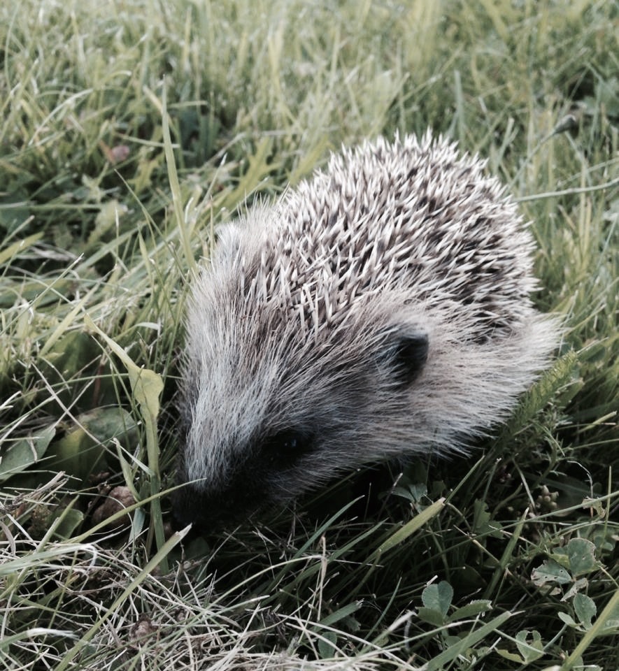 earthiling:  From last summer when I befriended this little baby ;_;