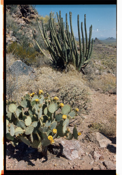 kevinruss:  sonoran desert, arizona. april 2015