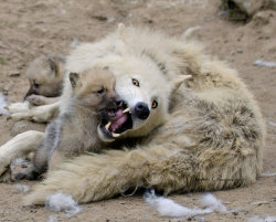 her-wolf: I am a good Wolf by BiBiARTs  The puppies were born on 29 April 2013 in Berlin Zoo. Die Welpen sind geboren am 29. April 2013 im Zoo Berlin 