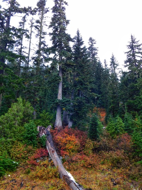 Chinook Pass in Autumn, Washington, 2019.