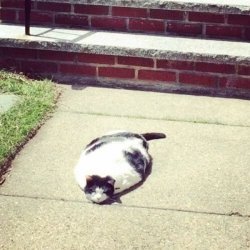 catasters:  You Know It’s Hot When Your Cat…