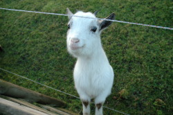 thekingdomshines:  crowcrow:  this happy goat is making me feel so happy about everything  Oh my god, adorable. 