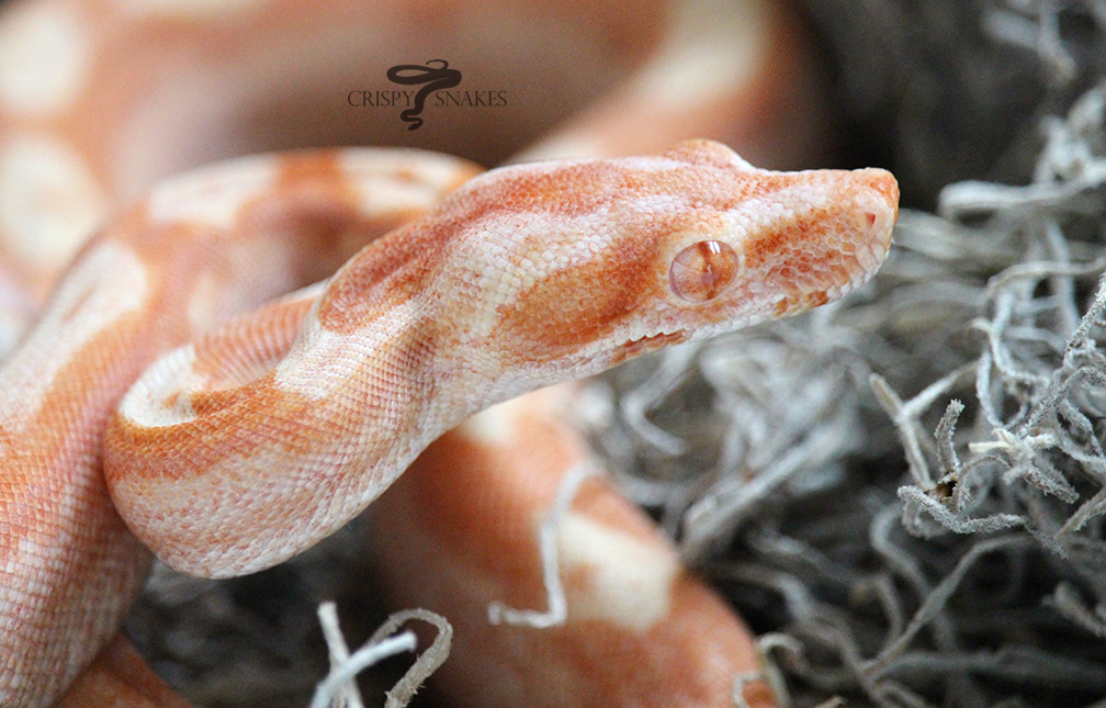 Snake on female head. Boa constrictor albino species of snake