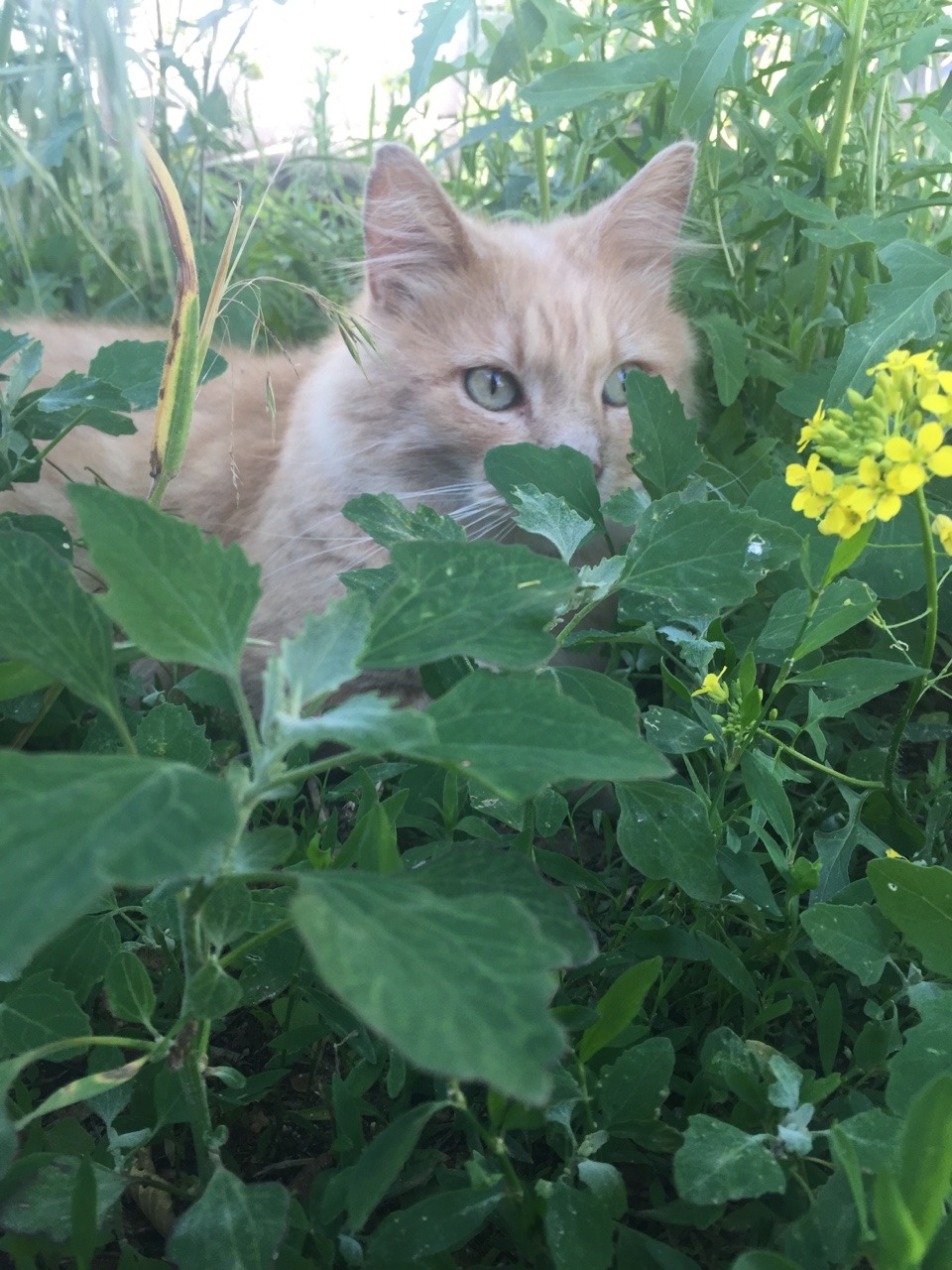 pretendpetal:  plant kitty