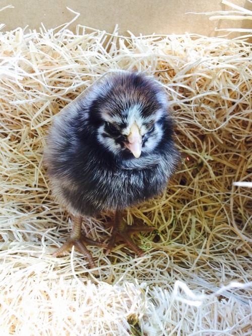 cute-overload:  This grumpy little guy came in the mail yesterdayhttp://cute-overload.tumblr.com source: http://imgur.com/r/aww/edrpp4G