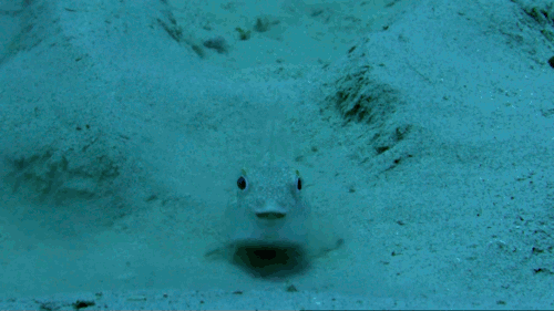 luanlegacy:  chalkandwater:  A small Japanese puffer fish is the creator of one of the most spectacular animal-made structures. To impress the female puffer fish, the male labors 24 hours a day for a week to create a pattern in the sand. If the female