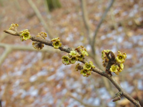 Remains of wild witch hazel blossoms.