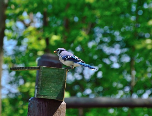 Fonte : www.pixabay.com - blue jay , via tinamotta.tumblr.com