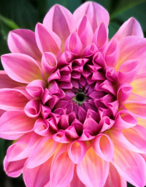 Pink dahlia