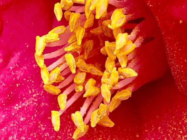 ヤブツバキの花 Tumblr Posts Tumbral Com ヤブツバキの花 Tumblr Posts Tumbral Com