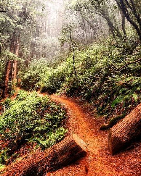 Misty Morning Trail at Muir Woods National Monument, CA. . #california  #mountainbikes #mountainbike